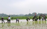 CAH Phú Xuyên hăng hái xuống đồng giúp dân cấy lúa